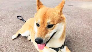 歩かない散歩中の柴犬　Shiba inu stop walking while having a walk