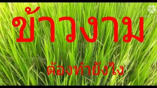 วิธีทำให้ข้าวงาม#ข้าวมะลิ105#กข6#ข้าวพันธ์เตี้ย#งามแท้แน่นอน