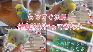 2023.3.25 もうすぐ3歳！健康診断に行ってきたよ　【セキセイインコしんちゃんときょきょの暮らし】#お喋りインコ