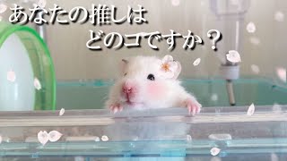 あなたの推しはどのコですか？ハムスターこなつファミリー hamster #Shorts