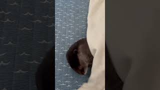 寝ることばかり考えるカワウソOtter only thinks about sleeping