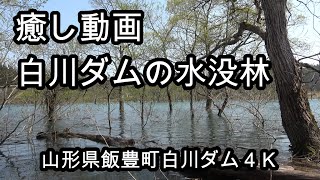 白川ダム水没林４ｋ