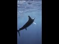 swordfish spearing fish 剑鱼叉鱼