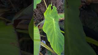 whats the best way to overwinter a colocasia? 💨🍃❄️ just cut back and store bulb or leave in dirt?