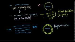 9  Replication of negative stranded RNA virus