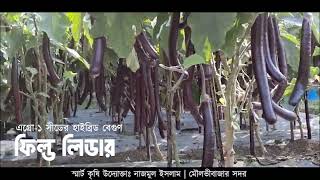 বেগুনের বন দেখতে চান? হাইব্রিড বেগুন 'ফিল্ড লিডার' এর বাম্পার ফলন!