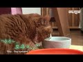 말 안 해도 알 거 같은 이유로 병원에서 굴욕당한 뚱냥이 cat can t accept the fact that he s fat