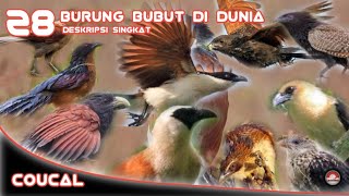 COUCAL // 28 JENIS BURUNG BUBUT DI DUNIA // DESKRIPSI SINGKAT.