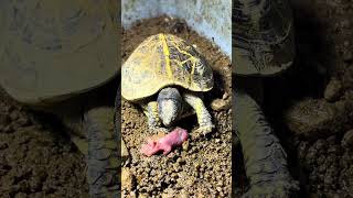 你還挺矜持的（2023年自家繁殖的佛羅里達箱龜苗） #boxturtle