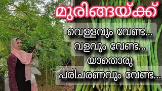 മുരിങ്ങയ്ക്ക് വെള്ളവും വളവും ഒഴിക്കരുത് | Muringa Krishi | മുരിങ്ങ കൃഷി | Moringa | Drumstick