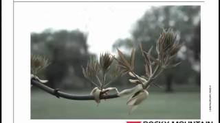 Tree Biology and Pruning