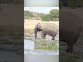 鱷魚襲擊大象，結果慘了 野生動物零距離 神奇動物在抖音 動物解說 鱷魚 大象