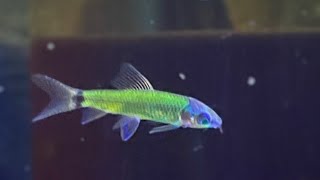 Новая рыбка из серии ГЛОфиш!!! Поставка аквариумных рыбок. #aquarium #glofish #аквариум