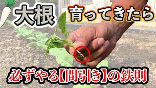 【大根】間引きの正しいタイミング！株間、育ってきた後にすること