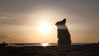 タオ島！今日の夕日は最高に綺麗です！【タイ移住・タオ島 から毎日ライブ配信中 เกาะเต่า】