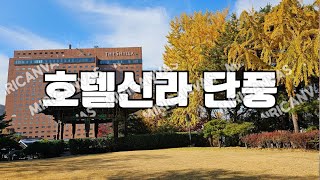 서울단풍명소, 서울걷기좋은길, 신라호텔 산책로 단풍