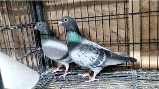 VLOG 33| SINO ANG MAGKAPAIR ? | CMPADUA LOFT | #pigeon #birds #oneloftracing #pigeonlover