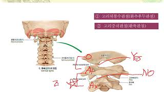 해부생리학 3-2 관절의 종류1 by learning mate