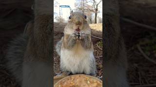 松鼠的迷人眼神：一邊吃堅果，一邊注視你｜Enchanting Gaze of Squirrel: Munching on Nuts While Locking Eyes with You!