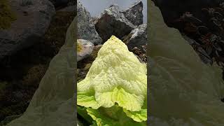 像大白菜的高原植物塔黄，Like the plateau plant Ta Huang of Chinese cabbage,