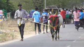 என்னப்பா தனி ஆளா புடிச்சுட்ட 😍||jallikkattu ||jallikkattu video