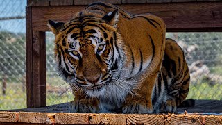 The Tiger Queens expose the ugly truth of America's big cat crisis