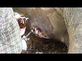 A gross Abscess popped from elephant's belly, wildlife officials were there to save