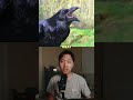 crows vs ravens part 2 what’s the difference crows ravens