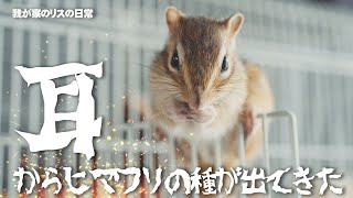 激痛‼耳からヒマワリの種が出てくる奇跡【シマリス】