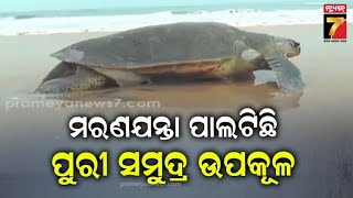 Puri Beach | Olive Ridley Turtle | ଅଲିଭ ରିଡଲେ କଇଁଛଙ୍କ ପାଇଁ ମରଣଯନ୍ତା ପାଲଟିଛି ପୁରୀ ସମୁଦ୍ର ଉପକୂଳ