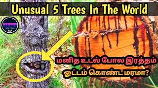 உலகிலுள்ள வினோதமான ஐந்து மரங்கள் | 5 Unusual Trees In The World | Unifact Tamil | UFT