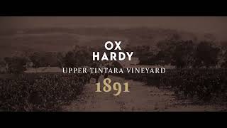 Living Icons Vines Planted in the 1800s