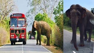 Elephant Attack | වන සතුන්ට කෘතිම ආහාර ලබා දීමේ අහිතකර බලපෑම | Srilanka🇱🇰  #elephantattack