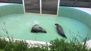 うねうねアザラシ　Swaying seal