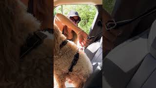 Bleash as seatbelt   #dog #walkee #doglover #trend #petowner #pet #dogowner #trending #cutedog