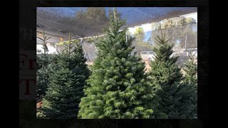 Uber to start delivering Christmas Trees. Absolutely NOT in our car or on top of your car.