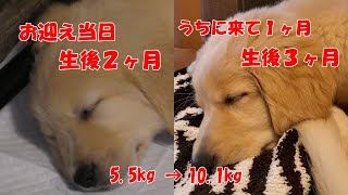 ゴールデンの子犬の1ヶ月の変化！生後２ヶ月→生後３ヶ月のゴールデンレトリバーの成長っぷり【Joe Life】