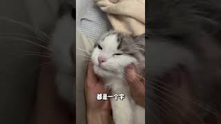 擼貓的正確打開方式 The correct way to stroke cats#cat #pets #cute #貓咪 #cutecat #catlover #萌寵 #catvideos #cats