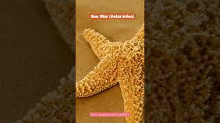 Sea Star