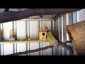 yellow gouldian finches