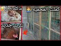 طلعت البطوط🦢كركت 🪺الشمسيه🐔كملت المحميه🥰طلعت كتاكيت🐤اسميره🐔قافله ماتريد تسله😂