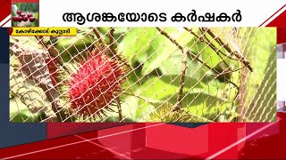 നിപ ഭീതി; വിളകൾ വിൽക്കാനാകുന്നില്ല; കർഷകർക്കും തിരിച്ചടി | Nipah Virus | Kozhikode