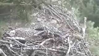 Scottish Wildlife Trust Osprey - Intruder in the nest