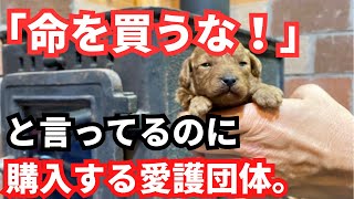 動物愛護団体がなぜ犬猫を購入しにくるの？保護犬って難しい！【身の丈に合った選択を】