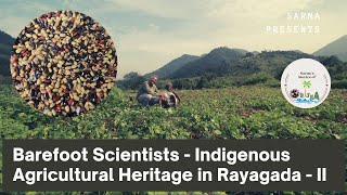 #Rayagada #Agriculture #SarnasStoriesofOdisha Barefoot Scientists Indigenous Agricultural Heritage