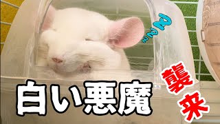 チンチラをお迎えしましたかわいい Chinchilla