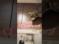 おはようございます good moaning！ cat rescuecats 猫のいる暮らし 猫好きさんと繋がりたい