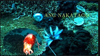 vlog #478 Nag labasan na #philippinesr#spearfishing