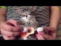 「猫かわいい」 すごくかわいい子猫 最も面白い猫の映画2017 114