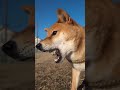 なんか、お口が変だよ（笑）柴犬モモちゃんの変顔 doglover dog animal shiba 犬のいる暮らし 癒し cute